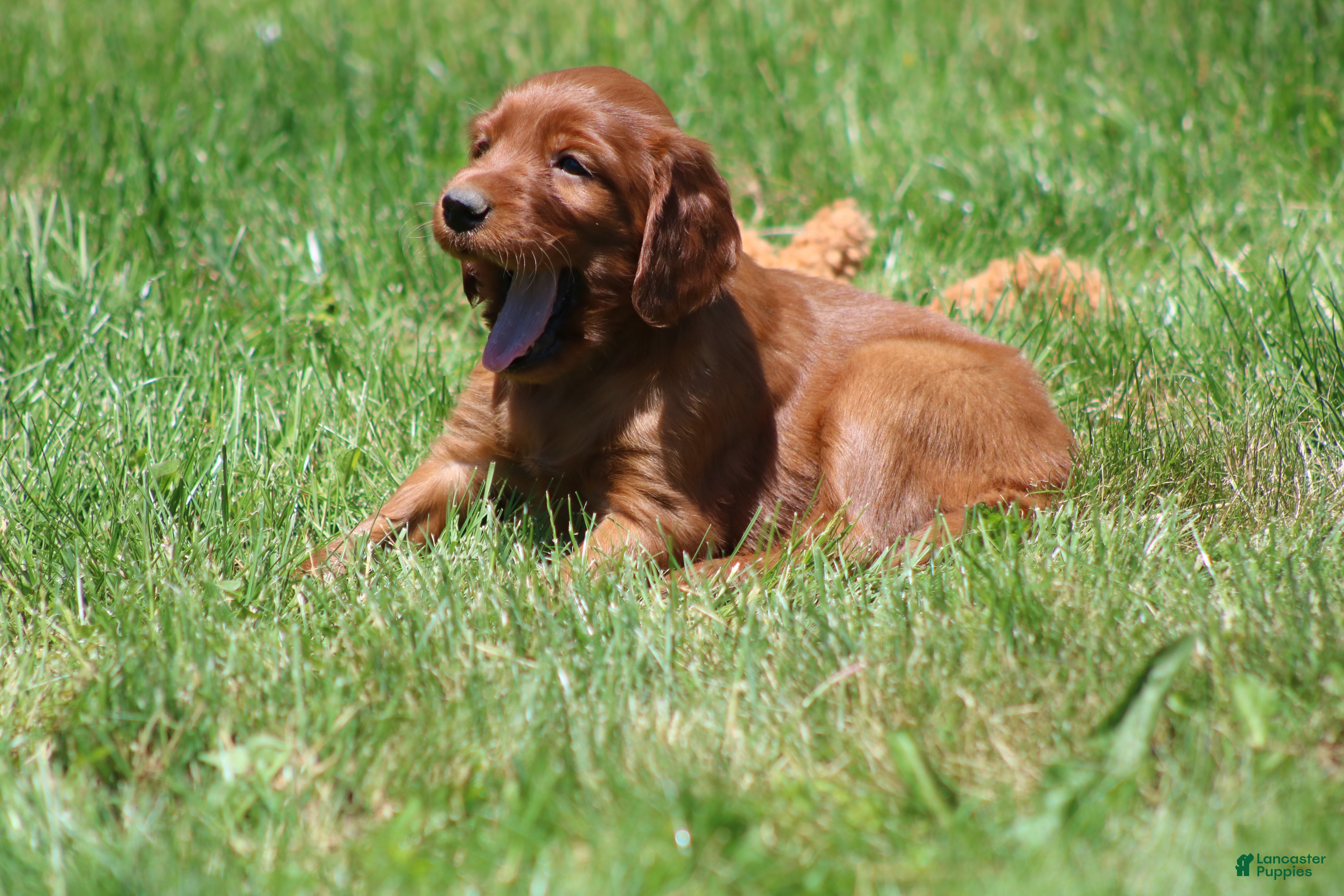 Irish Setter dogs for sale: Ella - Ad 3
