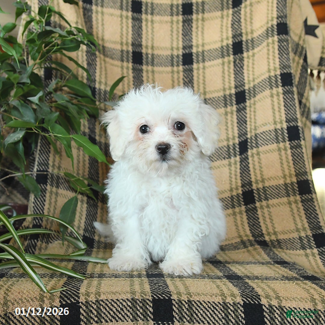 Bichon Frise dogs for sale: Avalon - Ad 5