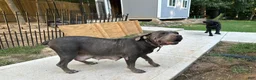 Cane Corso dogs for sale: Cane Corso 3 - Ad 4