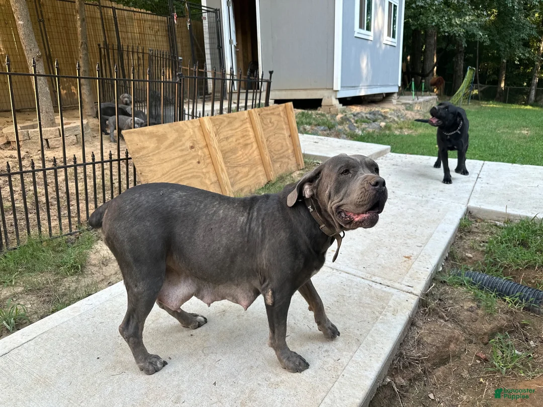 Cane Corso dogs for sale: Cane Corso 3 - Ad 4