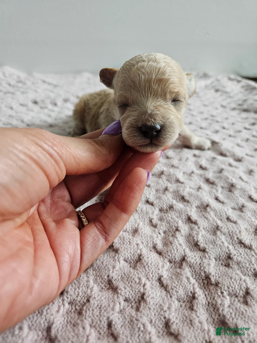 Cavapoo dogs for sale: Dexter - Ad 2