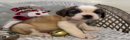 Saint Bernard dogs for sale: Rambler - Ad 5