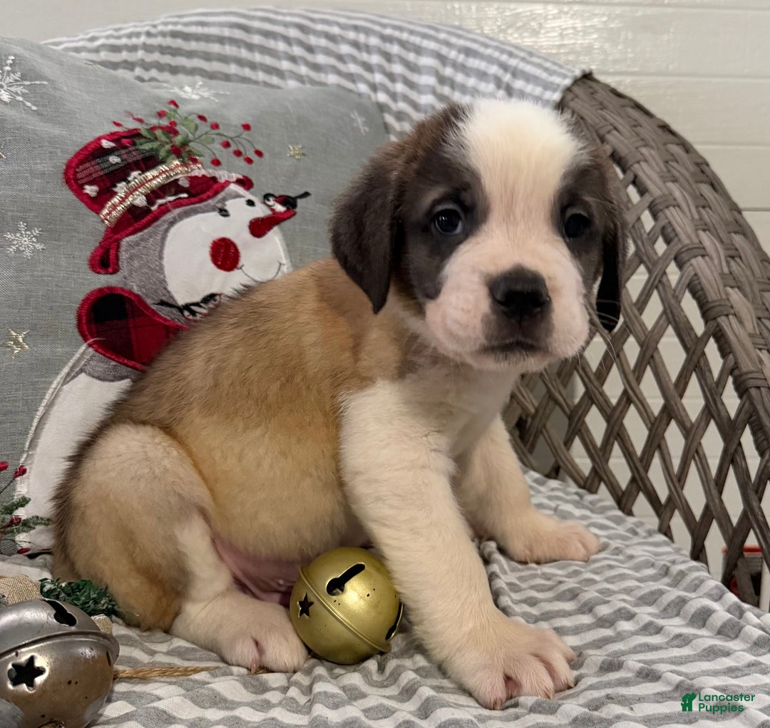 Saint Bernard dogs for sale: Rambler - Ad 5