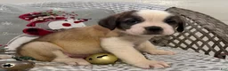 Saint Bernard dogs for sale: Rambler - Ad 5