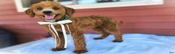 Mini Goldendoodle dogs for sale: Roberta - Ad 5