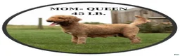 Mini Goldendoodle dogs for sale: Blair - Ad 7