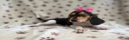 Beagle dogs for sale: Wendy - Ad 4