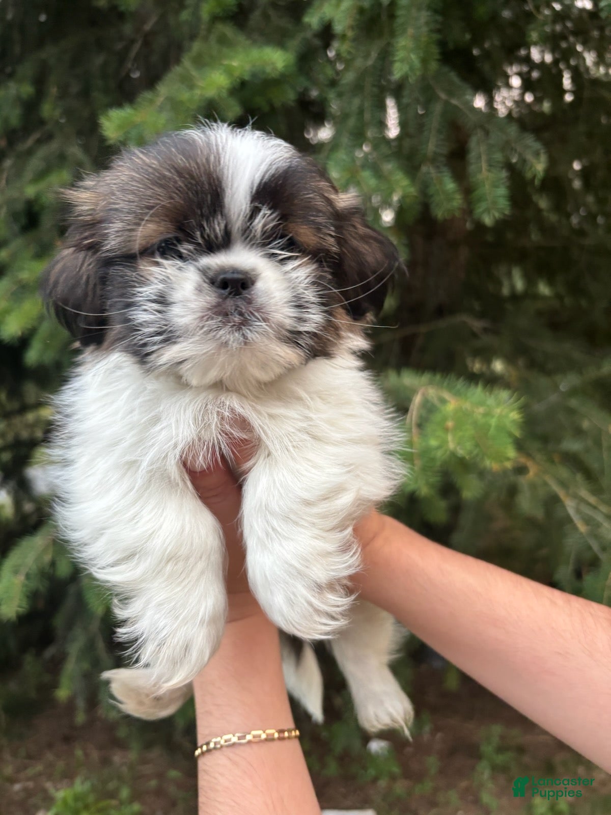 Shih Tzu dogs Joey - Ad 1