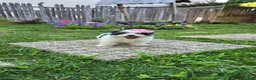 Biewer Terrier dogs for sale: Biewer Terrier 4 - Ad 4