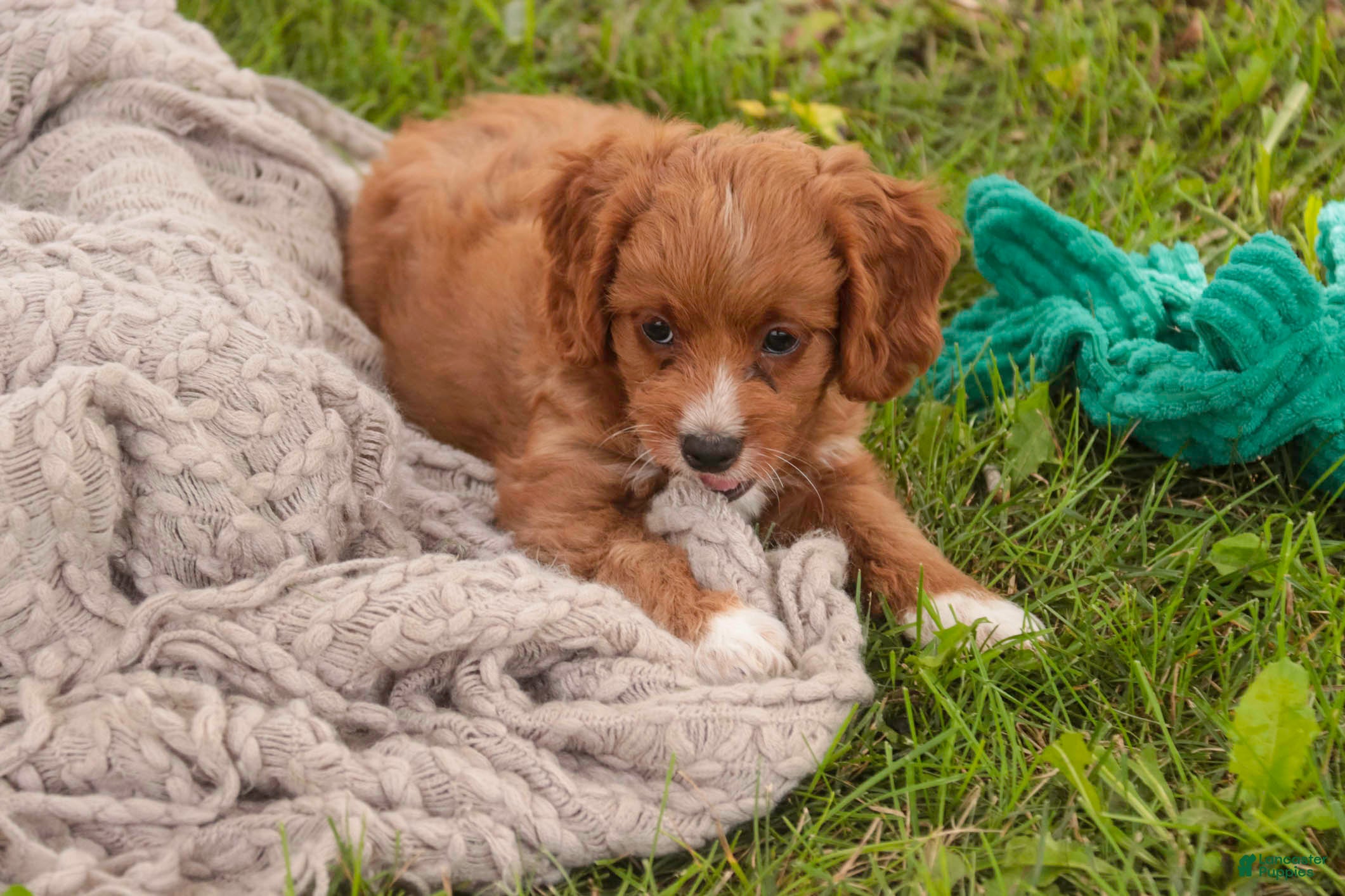 Cavapoo dogs Avery Cavapoo  - Ad 2
