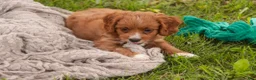 Cavapoo dogs for sale: Avery Cavapoo  - Ad 2