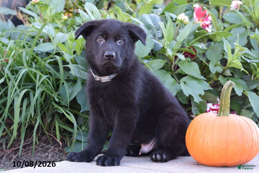 German Shepherd dogs Tyson - Ad 2
