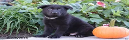 German Shepherd dogs for sale: Tyson - Ad 2