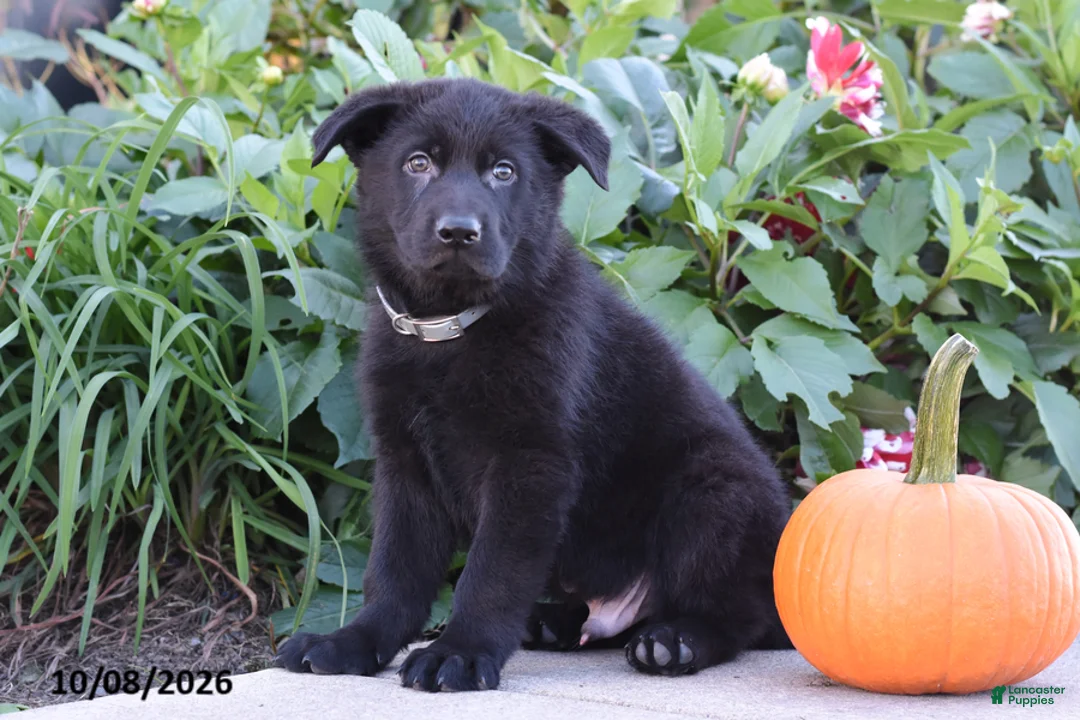 German Shepherd dogs for sale: Tyson - Ad 2