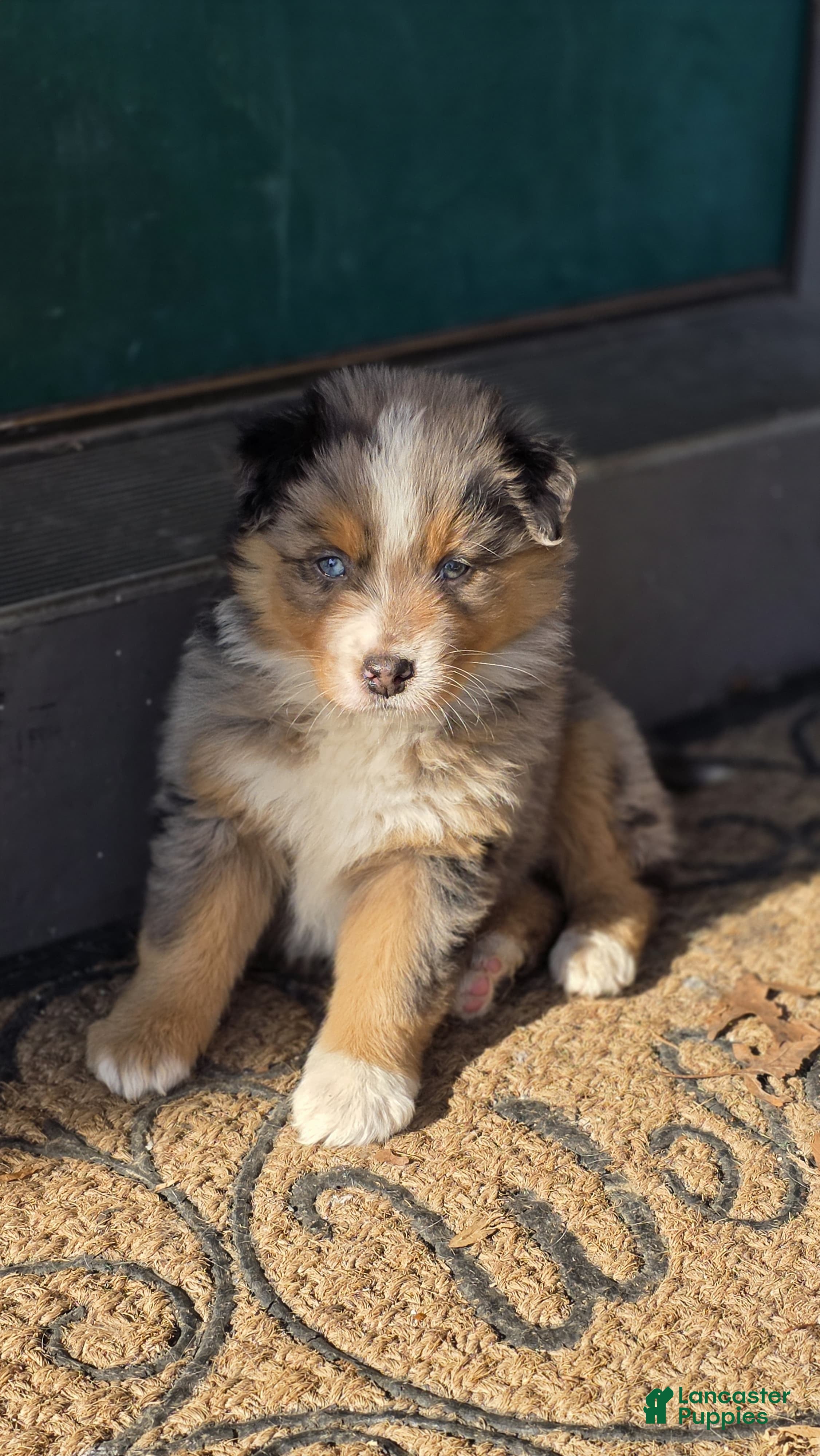 Australian Shepherd dogs Minnie - Ad 39