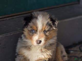Australian Shepherd dogs Minnie - Ad 39