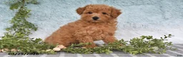 Bichpoo dogs for sale: Flynn - Ad 2