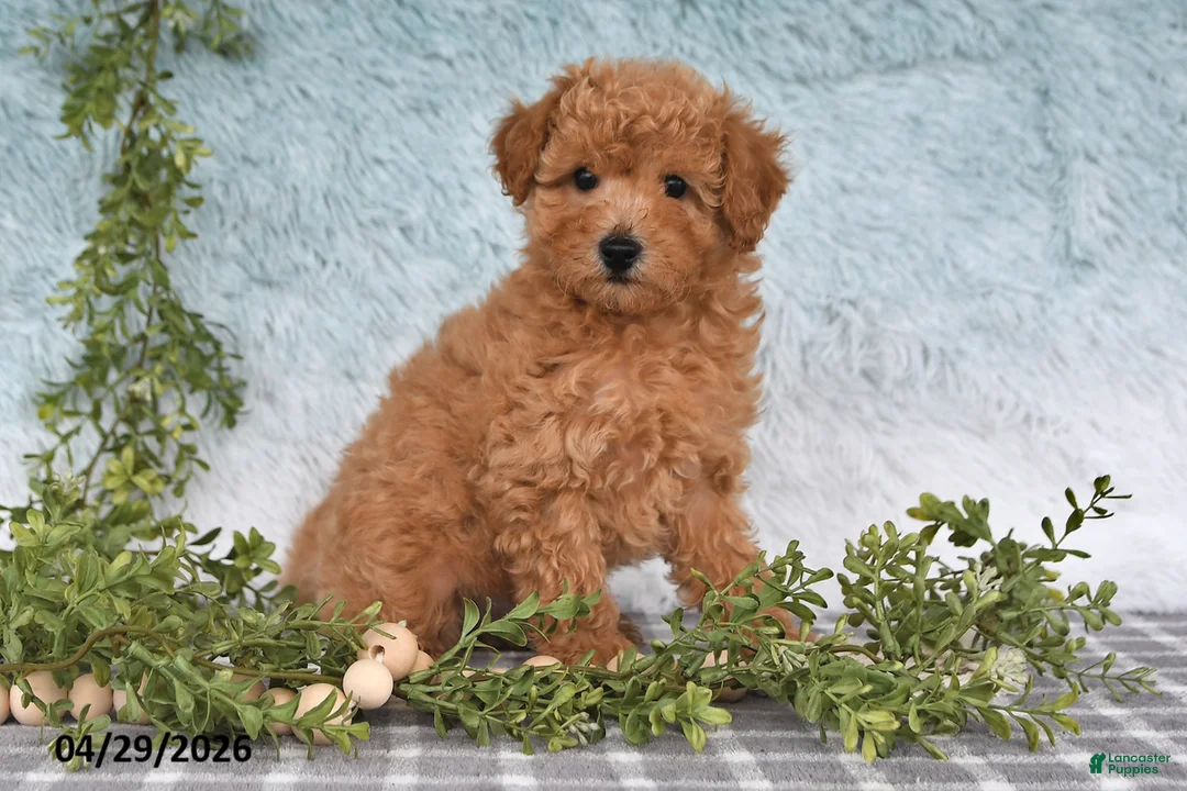 Bichpoo dogs for sale: Flynn - Ad 2