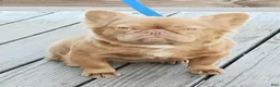 French Bulldog dogs for sale: French Bulldog 2 - Ad 4