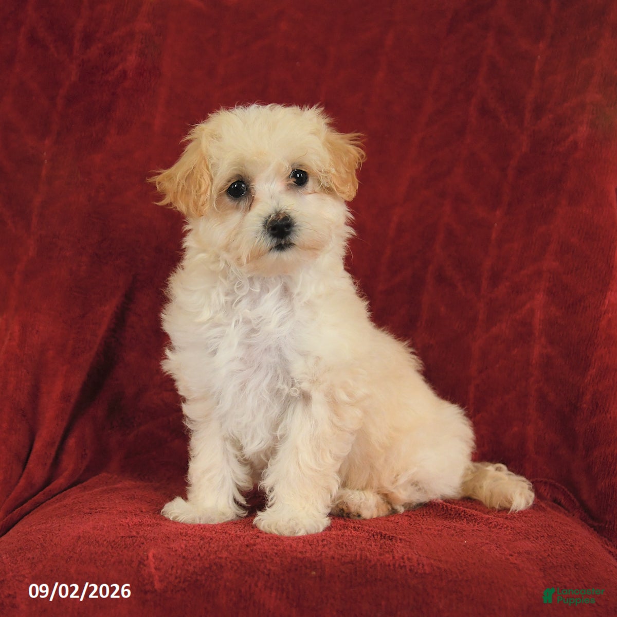 Maltipoo dogs Nora - Ad 1