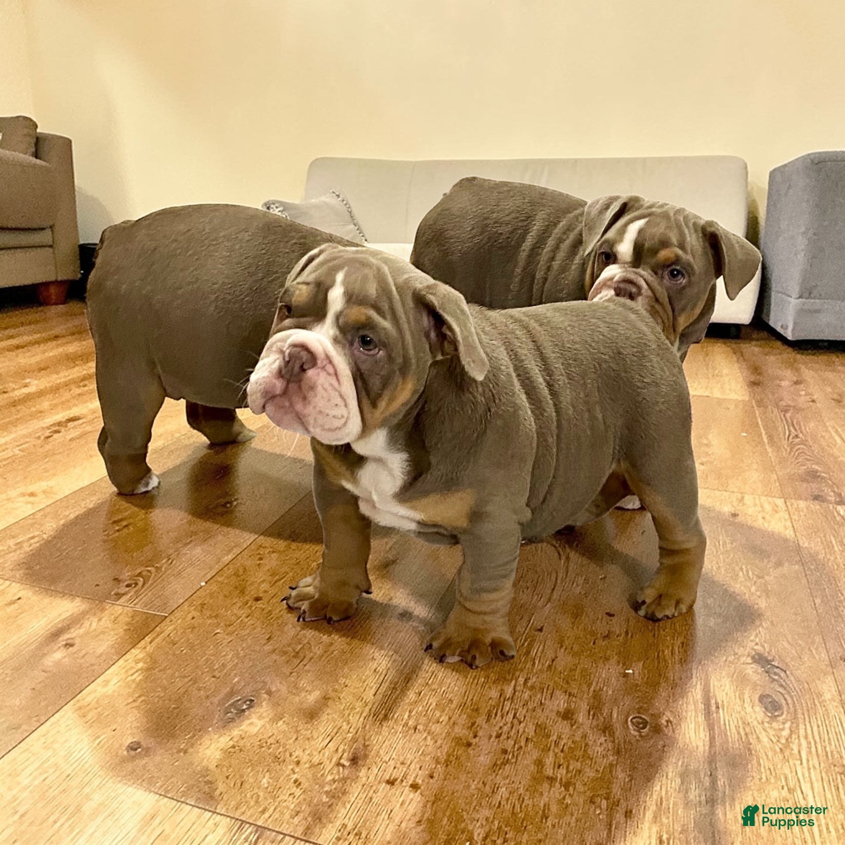 English Bulldog dogs Ava - Ad 1