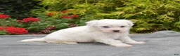 Bichon Frise dogs for sale: Rio (Tiny) - Ad 3