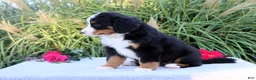 Bernese Mountain Dog dogs for sale: Lela - Ad 3