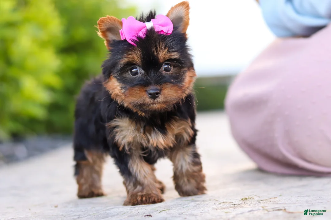 Yorkshire Terrier dogs for sale: Lola - Ad 2