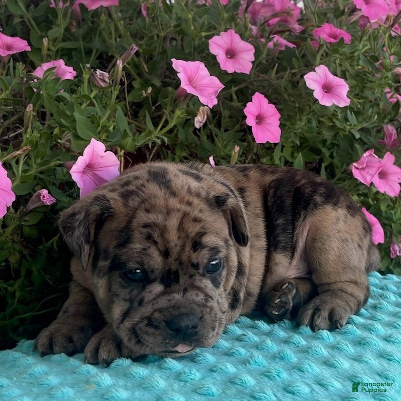 Beabull dogs Tiger  - Ad 1