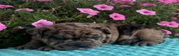 Beabull dogs for sale: Tiger  - Ad 3
