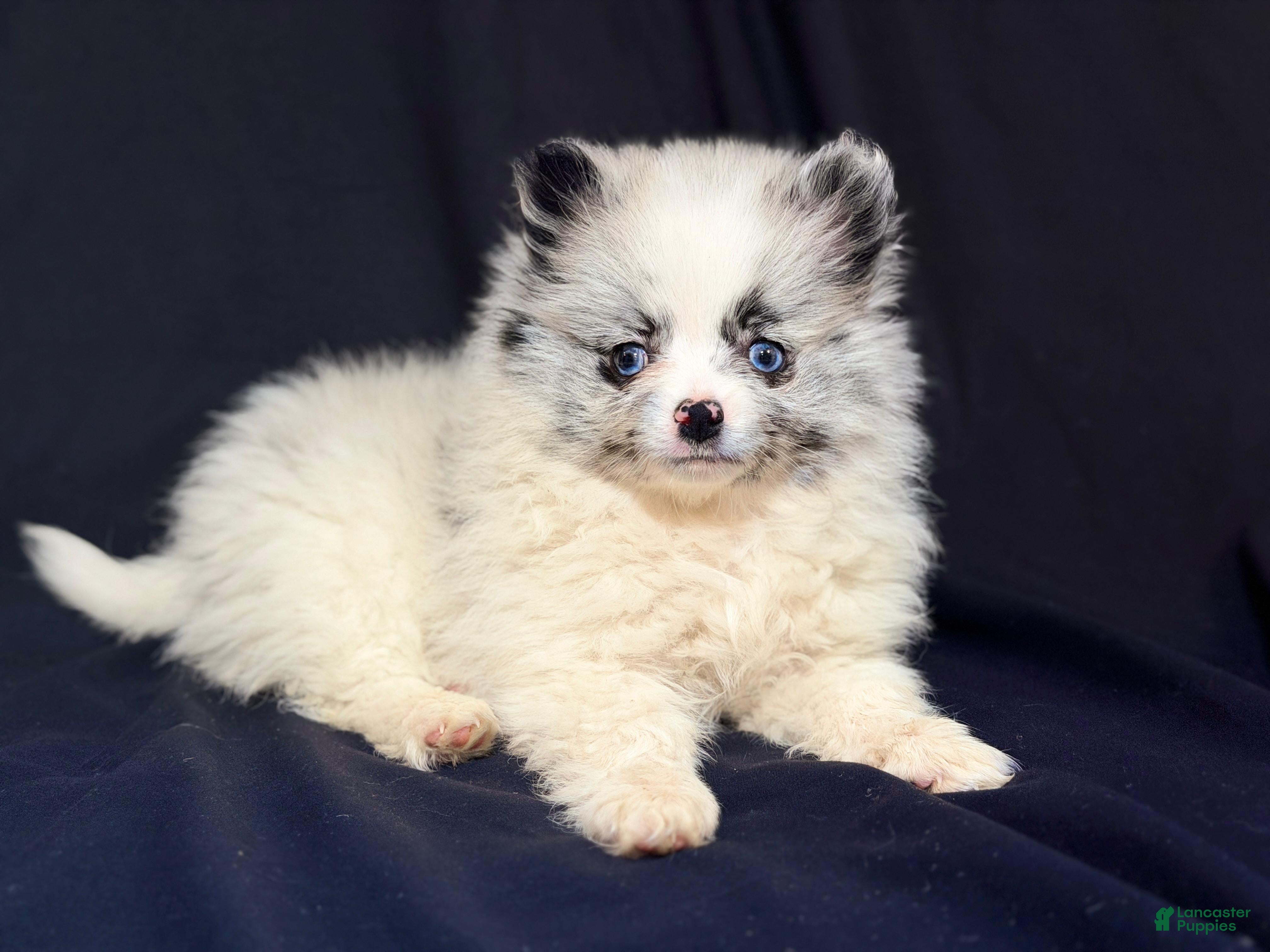 Pomeranian dogs Pomeranian Puppy 1 - Ad 37