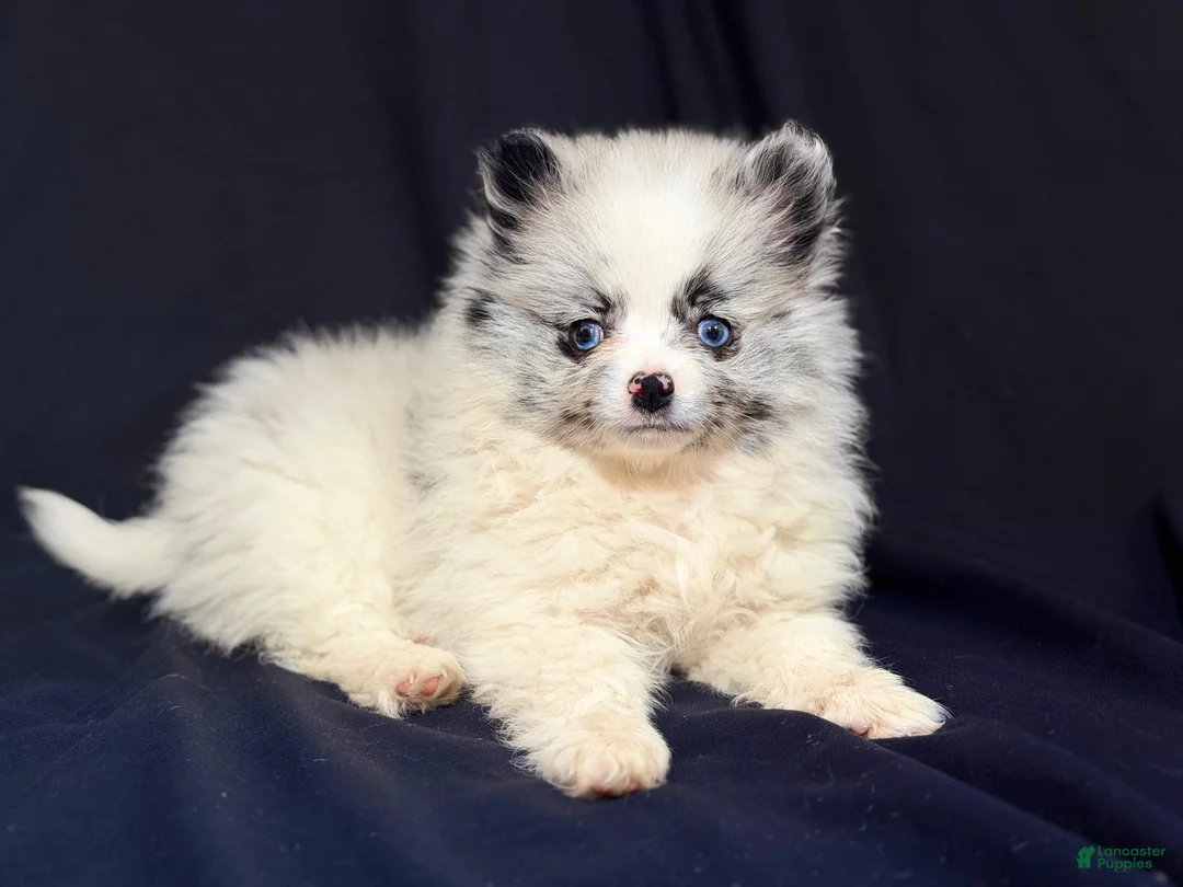 Pomeranian dogs for sale: Pomeranian Puppy 1 - Ad 1