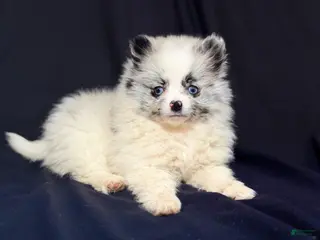 Pomeranian dogs Pomeranian Puppy 1 - Ad 39