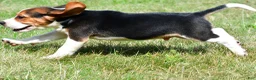 Beagle dogs for sale: Cash - Ad 14