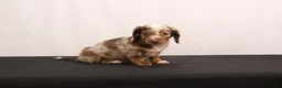 Dachshund dogs for sale: Snowy - Ad 8
