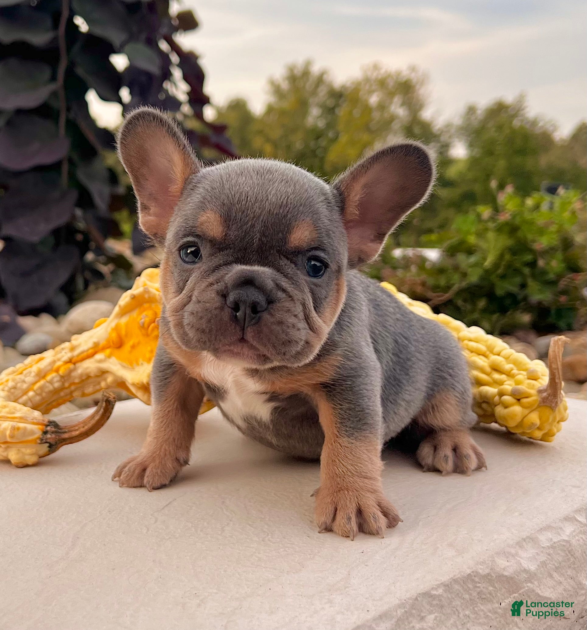 French Bulldog dogs Tubby - Ad 1