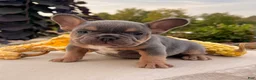 French Bulldog dogs for sale: Tubby - Ad 1