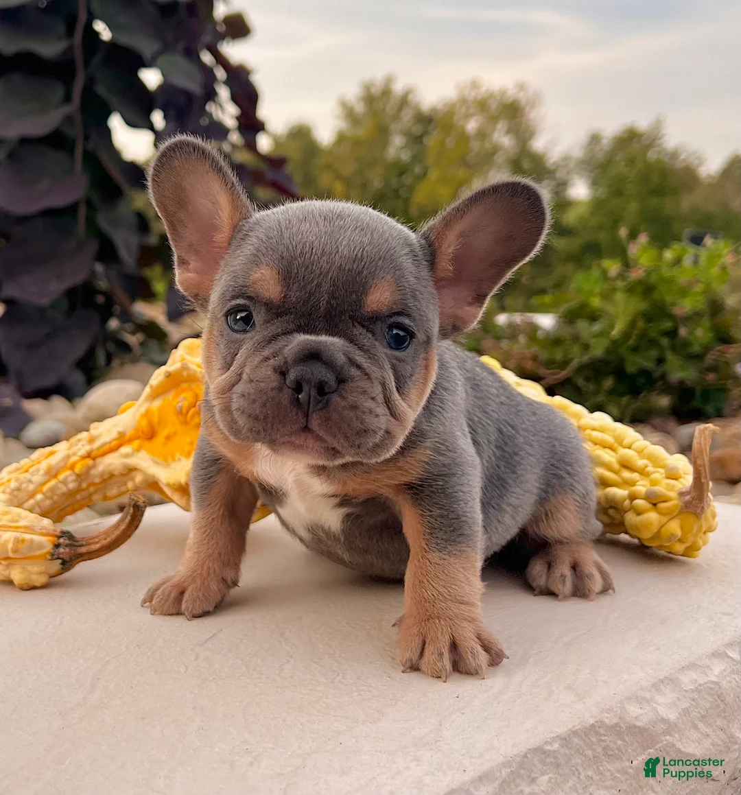 French Bulldog dogs for sale: Tubby - Ad 1