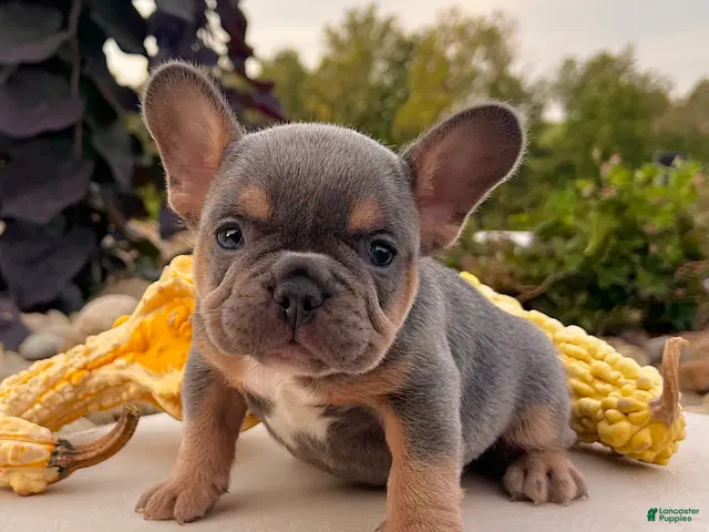 French Bulldog dogs for sale: Tubby - Ad 1