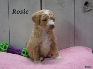Aussiedoodle dogs Rosie - Ad 27