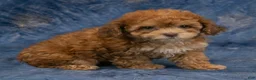 Havapoo dogs for sale: Aspen - Ad 4