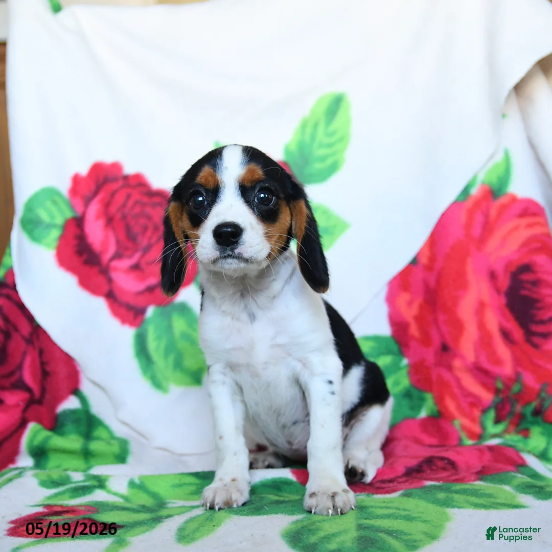 Beaglier dogs for sale: Chamomile - Ad 2
