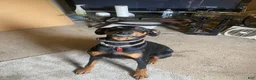 Doberman Pinscher dogs for sale: Doberman Pinscher Puppy 3 - Ad 2