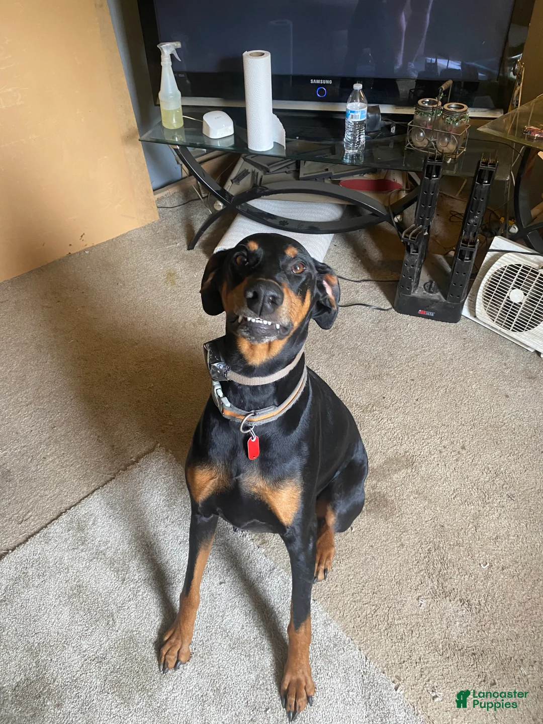 Doberman Pinscher dogs for sale: Doberman Pinscher Puppy 3 - Ad 2