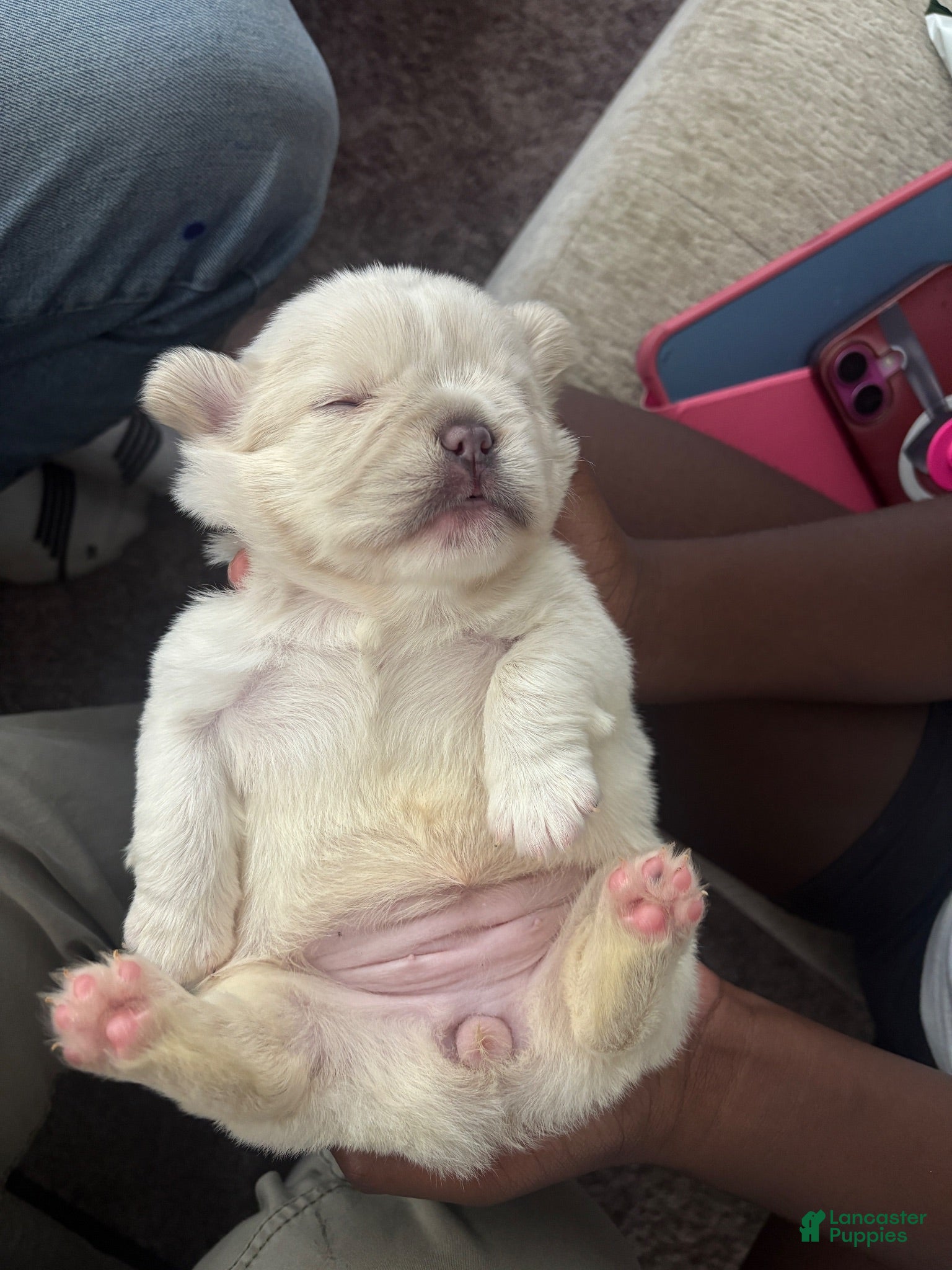 French Bulldog dogs Pearl - Ad 1