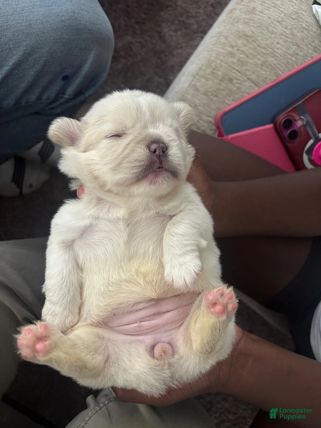 French Bulldog dogs for sale: Pearl - Ad 1