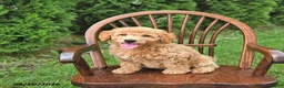 Mini Goldendoodle dogs for sale: Kenya - Ad 3