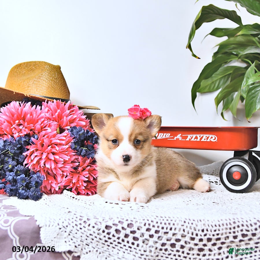 Welsh Corgi Pembroke dogs Kristy - Ad 1