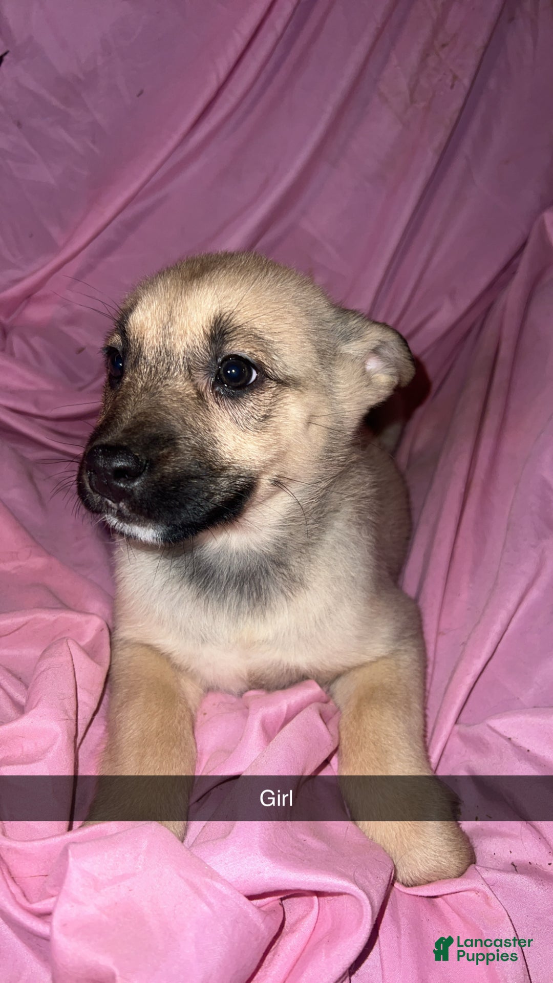 Mixed Breed dogs for sale: Girl 4 - Ad 6