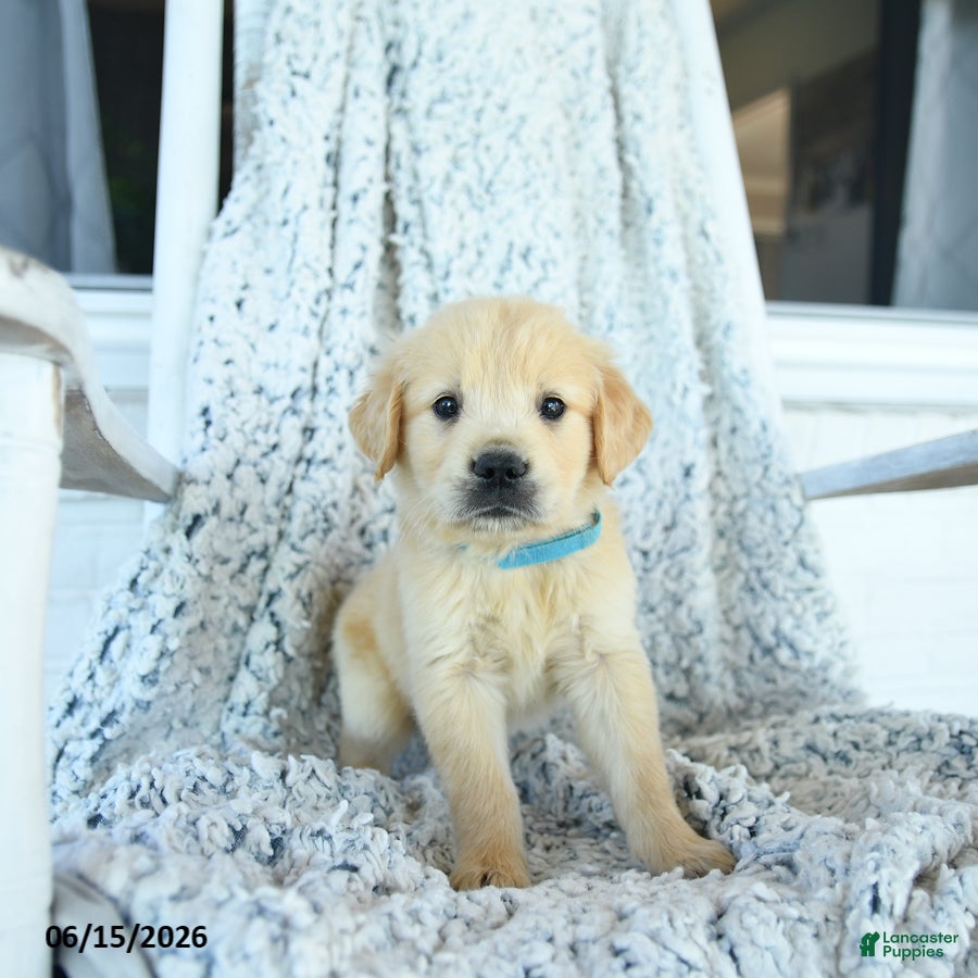 Golden Retriever dogs Gus - Ad 2